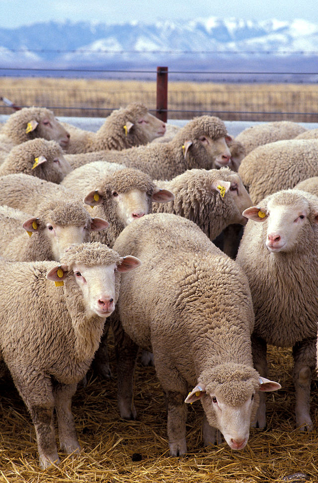 640px-Flock_of_sheep