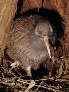 NI Brown Kiwi