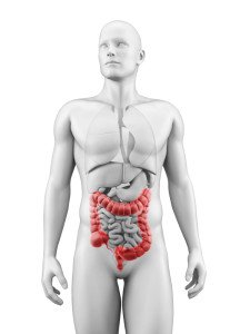 medical illustration of the colon