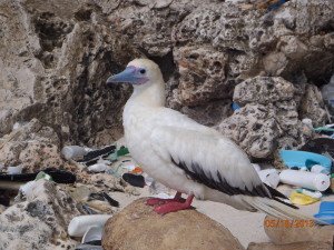 A red-footed booby on Christmas Island, in the Indian Ocean. © CSIRO, Britta Denise Hardesty 