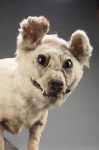 Kuri, Canis lupus familiaris, collected 1876, between "Waikava" & Mataura plains, Catlins, New Zealand. Gift of Mr Anderson, 1876. CC BY-NC-ND licence. Te Papa (LM000828)