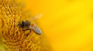 A honey bee works over a large sunflower for pollen.