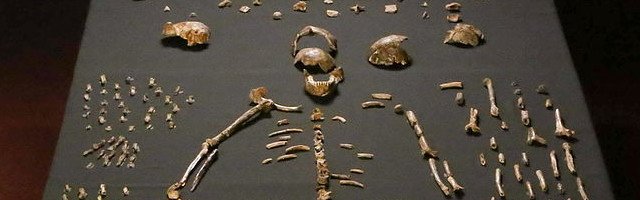 Homo_naledi_skeletal_specimens CC Lee Roger Berger