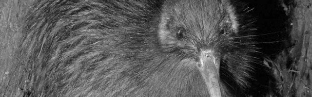 NI brown Kiwi public domain B&W