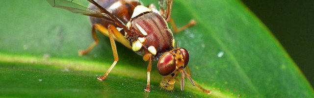 Queensland_Fruit_Fly_Flickr - James Niland