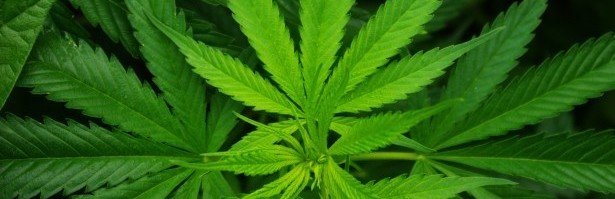 cannabis-sativa-leaf - Public Domain