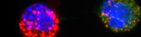 mtDNA - Malaghan Institute Adapted