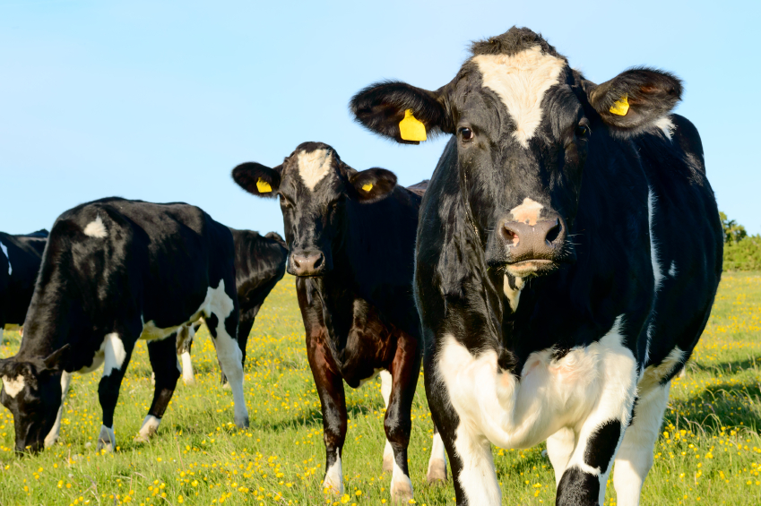 Impacts of Mycoplasma bovis eradication – Expert reaction