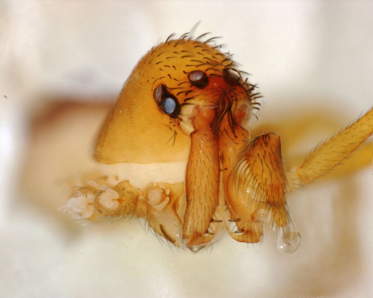 Image: Trap-jaw spider with its jaws closed. Credit: Hannah Wood