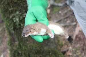 Dead_stoat,_trapped_in_Fiordland_National_Park