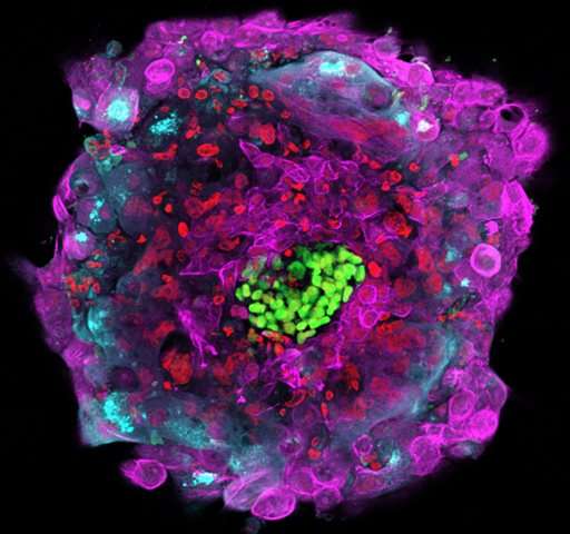 Captured for the first time: A human embryo, shown here 12 days after fertilization in vitro. Credit: Rockefeller University