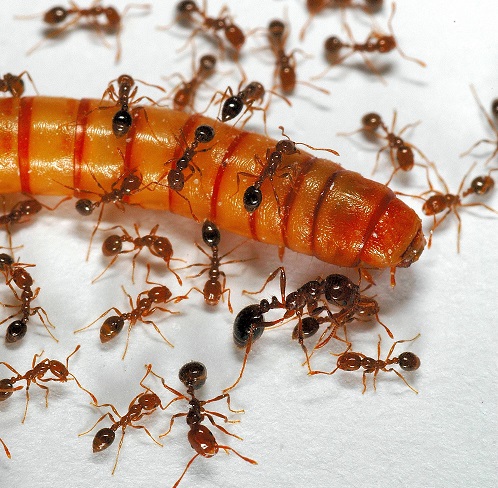 Fire ants attacking a mealworm. The eradication of just three small nests of the red imported fire ant into New Zealand cost in excess of ten million dollars. Credit: Phil Lester.