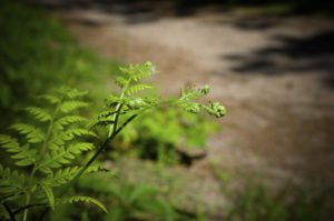 Close up detail of fronds on a Tasmanian Tree Fern