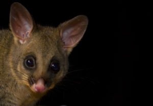 Possum Headshot at Night