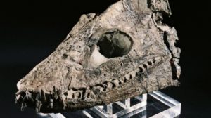 Elasmosaurus skull discovered by Joan Wiffen.
