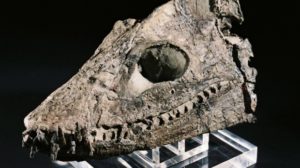 Elasmosaurus skull discovered by Joan Wiffen.