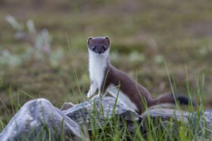 Hermelin, Mustela erminea, stoat