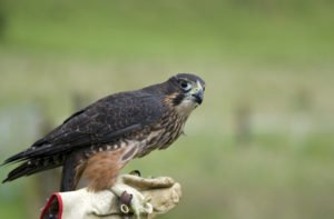 New Zealand Falcon