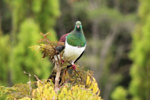 New Zealand Wood Pigeon looking right at the camera