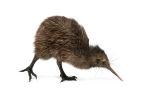 North Island Brown Kiwi, Apteryx mantelli.