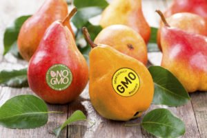 Genetically modified organisms