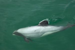 Hector's dolphin, Wikipedia Commons.