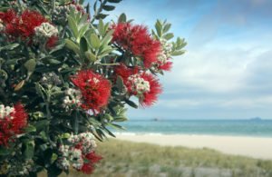 Pohutukawa tree red flowers on sandy beach