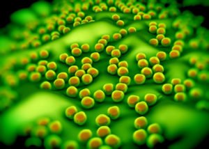 superbug or Staphylococcus aureus (MRSA) bacteria