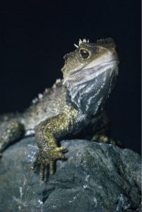 tuatara