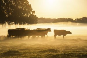 Cattle in a Golden Dawn