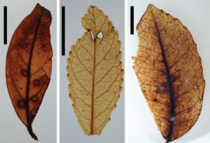 Leaf fossils from the research supplied by Jennifer Bannister.