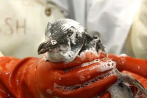 Little penguin being washed. Supplied/Massey University.