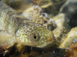 Adult galaxiid - the juvenile fry are whitebait. Supplied/Mike Joy.