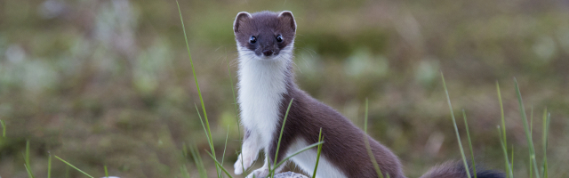 young stoat in summer coat