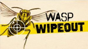 wasp