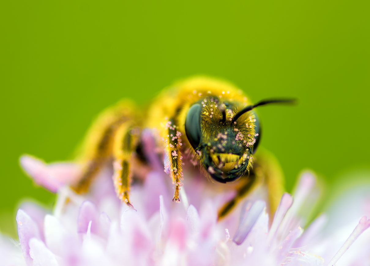 European Commission votes to restrict neonicotinoids – Expert reaction