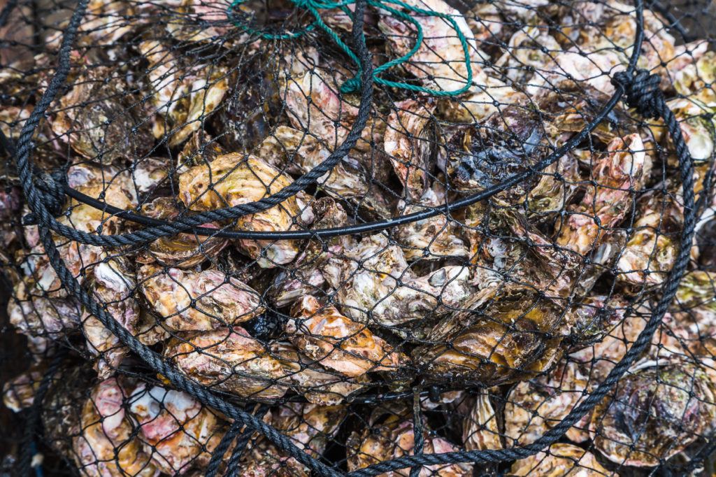 Oyster disease Bonamia ostreae Expert Q&A Science Media Centre