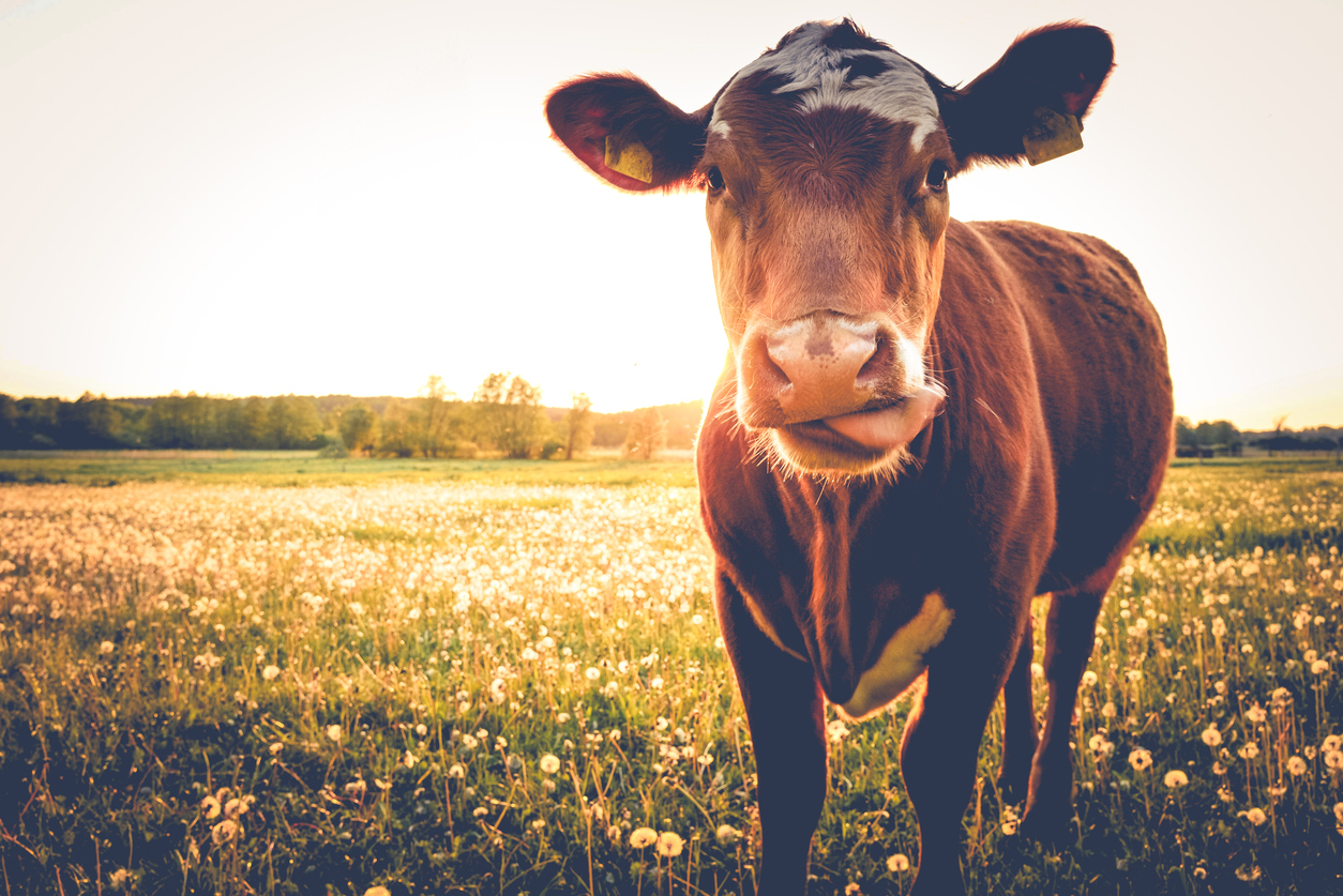 Cattle disease found in NZ – Expert Q&A