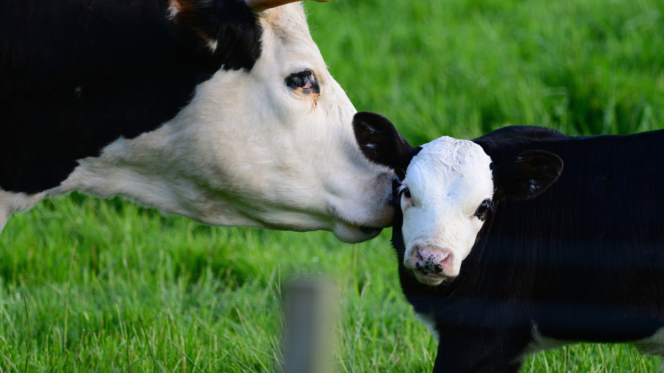 Impact of Mycoplasma bovis on cow welfare – Expert Reaction