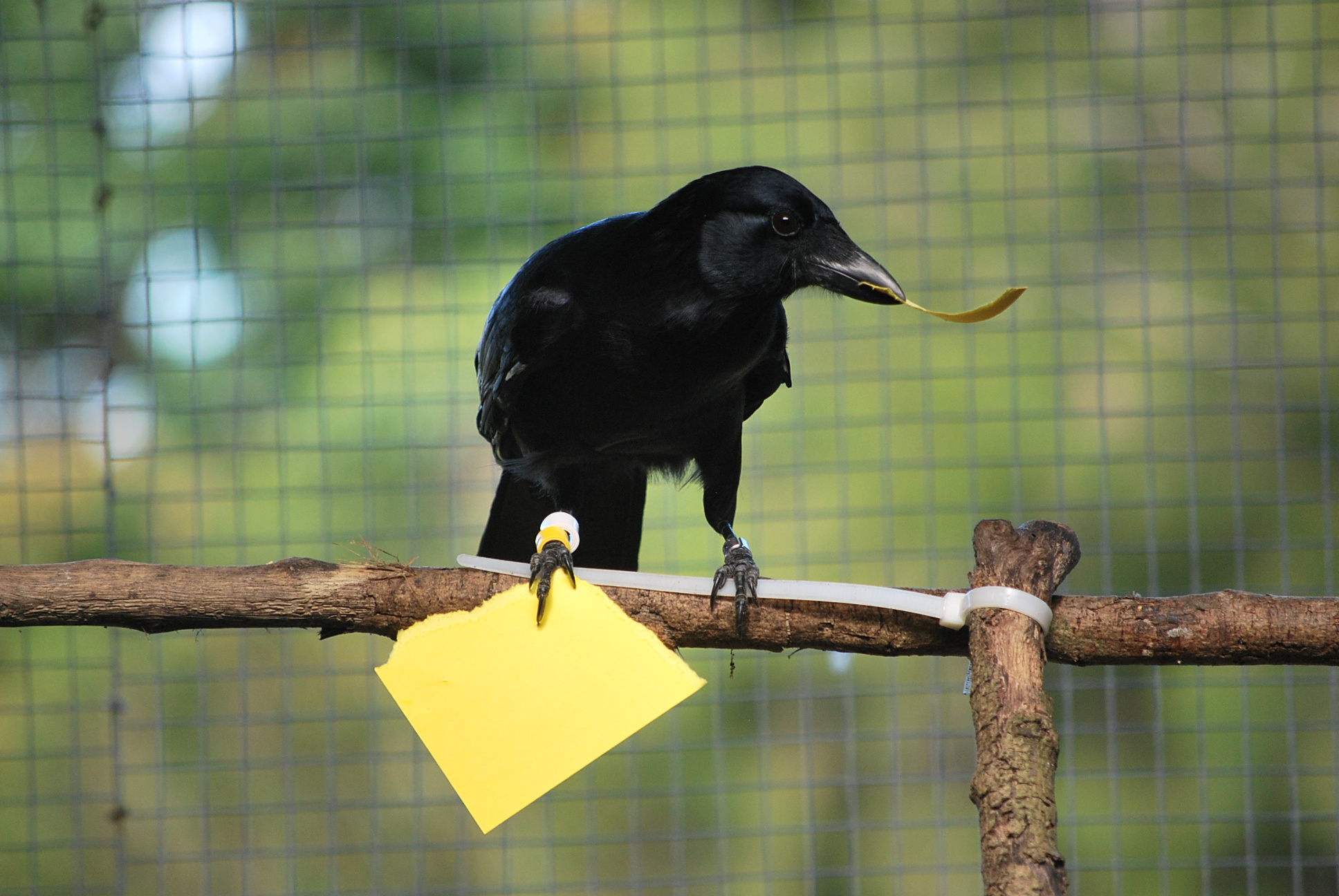 Clever crows make tools from memory – In the News