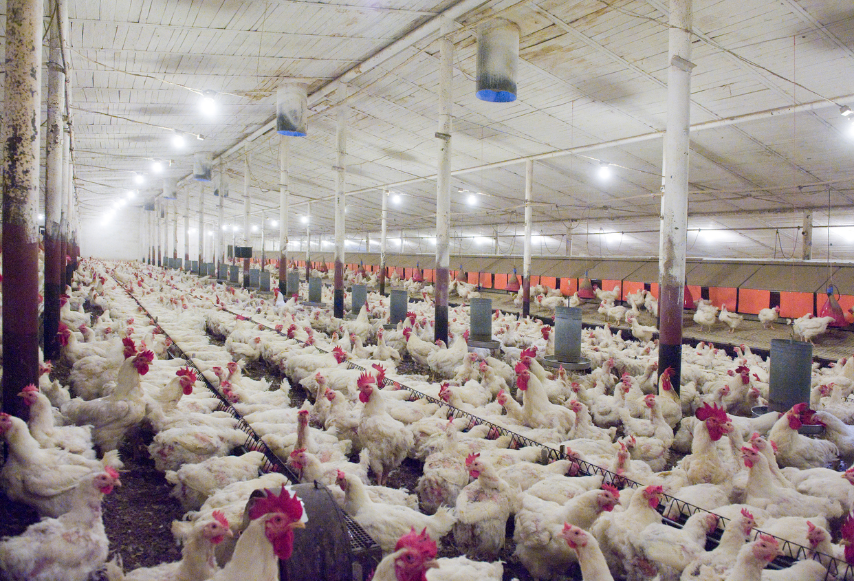 Chicken welfare standards in NZ – Expert Q&A