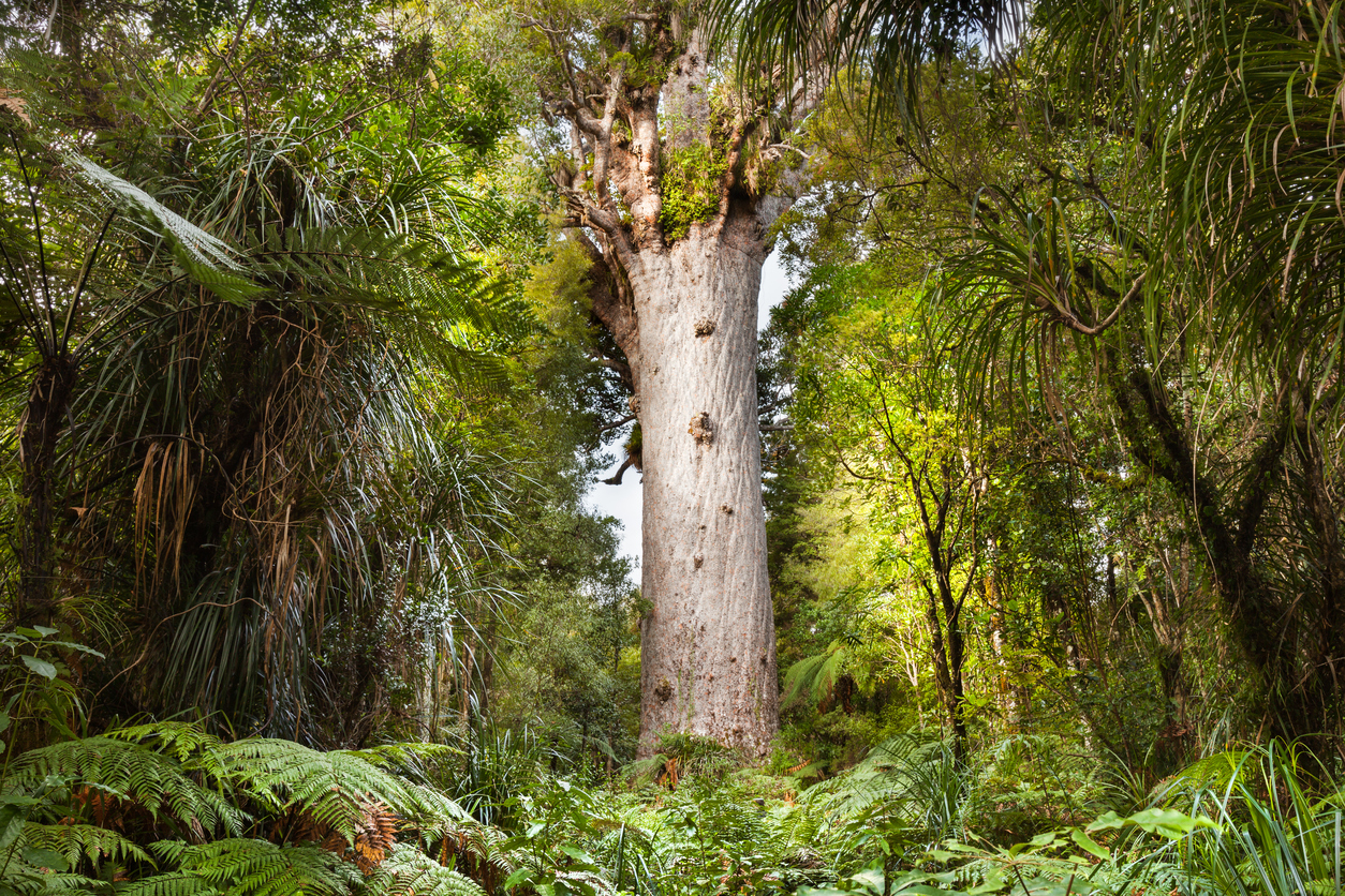 Lose kauri and we lose a piece of ourselves – Amanda Black and Monica Gerth