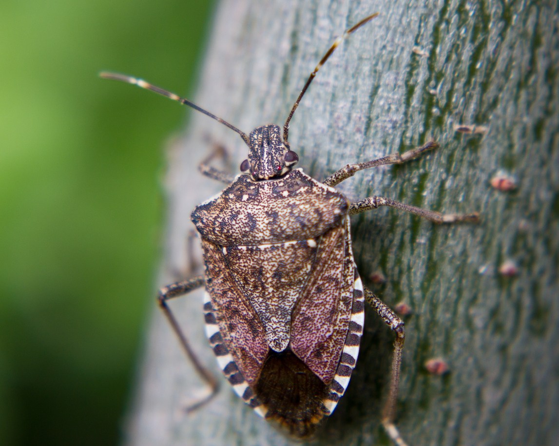 Approval for samurai wasp to slay stink bug – In The News