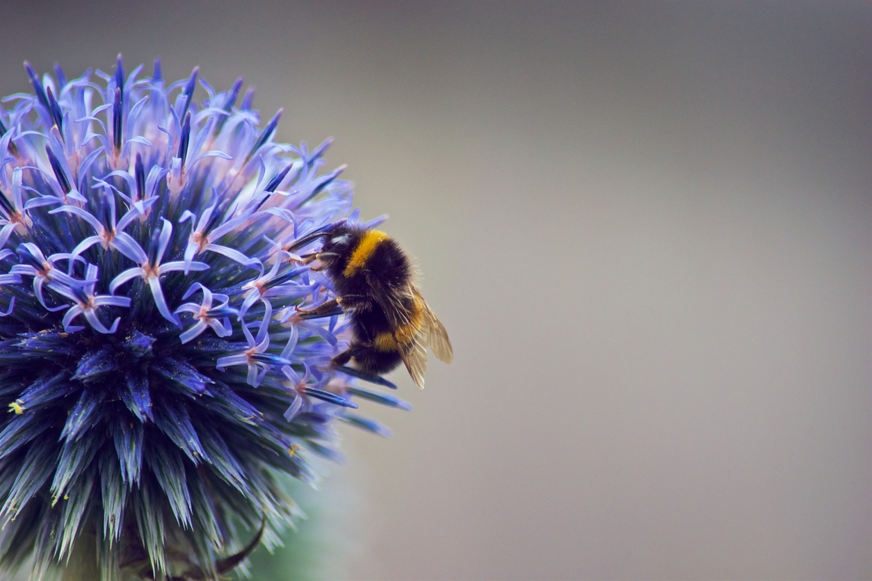 Neonicotinoid replacement hinders bumblebee reproduction – Expert Reaction