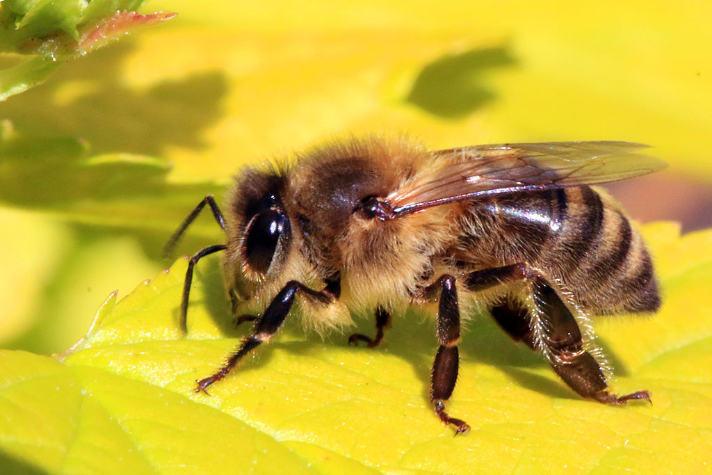 Glyphosate and bees – Expert Reaction