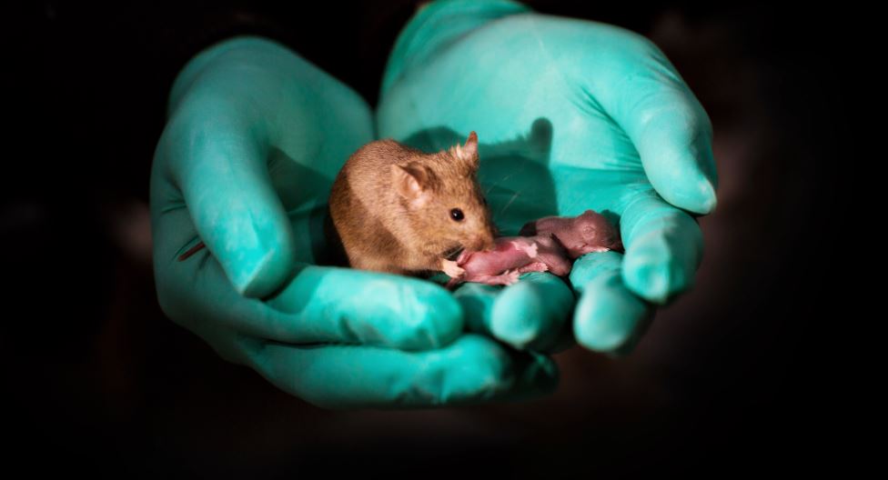 Mice with two mums – Expert Reaction