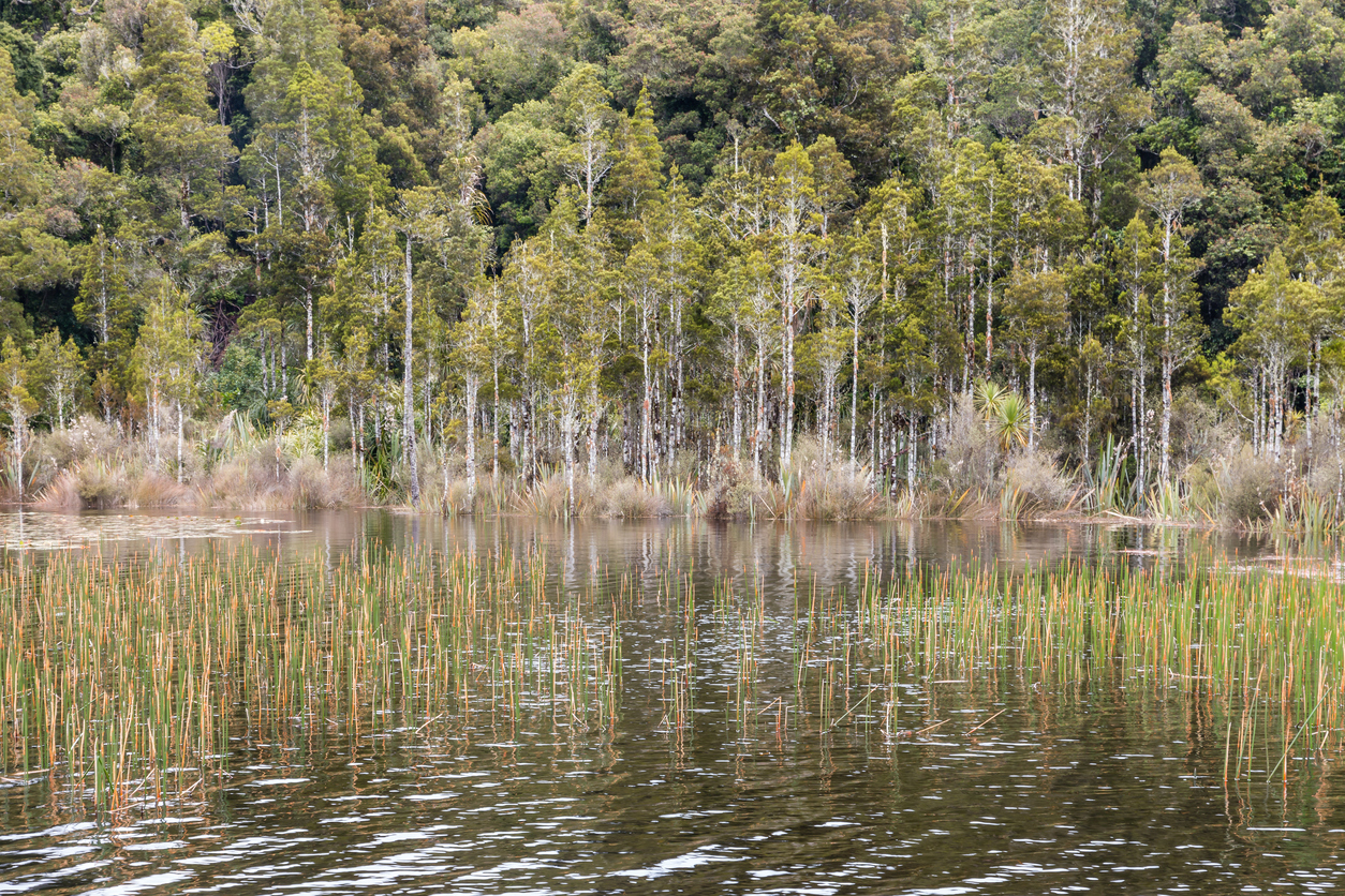 Seed banking and native trees – Expert Reaction