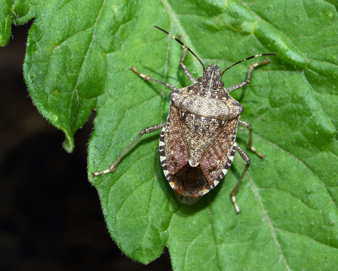 Brown Marmorated Stink Bugs found in Oamaru – Expert Reaction