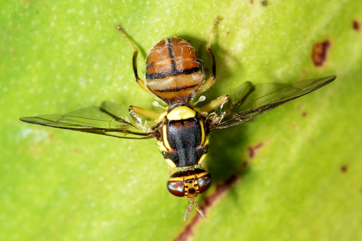 Fruit fly detections in Auckland – In the News