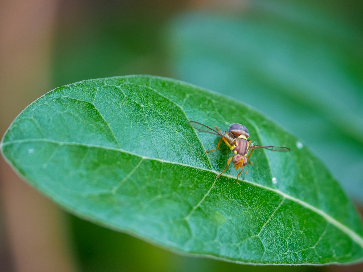 Fruit fly detections in Auckland – Expert Q&A